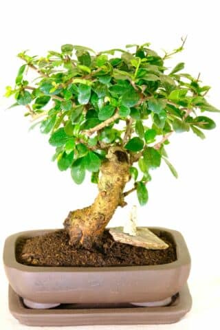 Incredible character flowering indoor bonsai with Chinese figurine