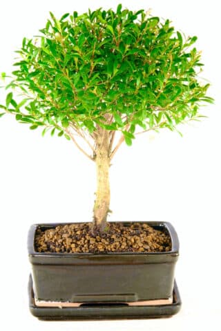 Woodland-style fruiting & flowering Myrtle bonsai tree for sale UK
