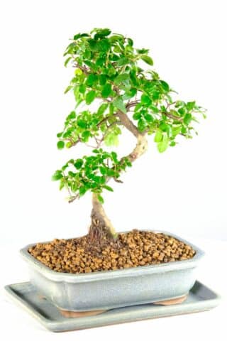 Highly refined easy care top quality bonsai tree for beginners