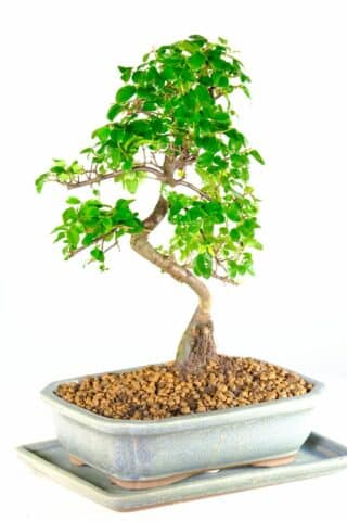 Pure elegance - Eco friendly fruiting bonsai tree for sale