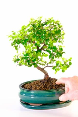 Striking new lime green foliage on this sweet plum bonsai tree