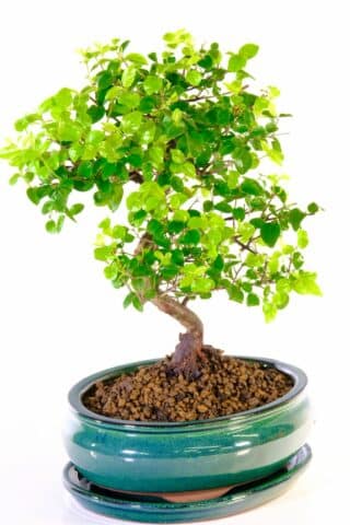 Beautiful potted fruiting bonsai tree in forest green glazed pot
