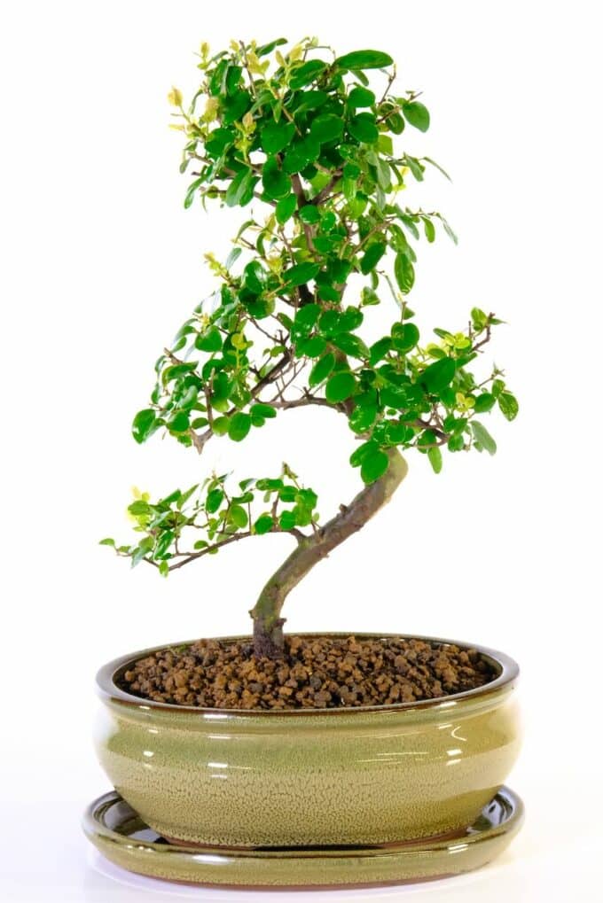 Elegant slender Sweet Plum Sageretia bonsai for sale