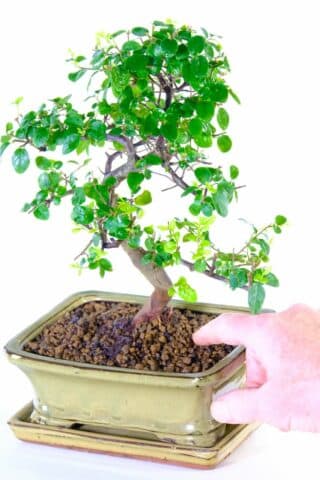 Twisting S-shaped sageretia bonsai for sale