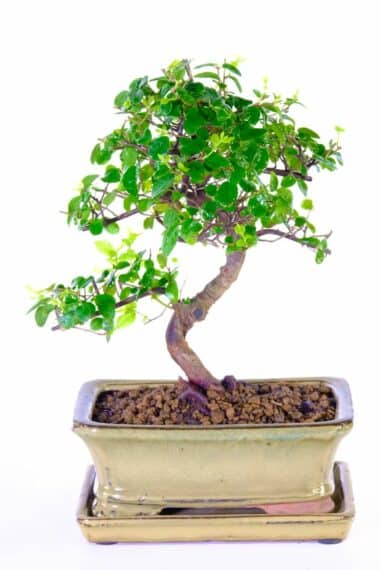 Beautiful crafted by hand | Sageretia bonsai tree
