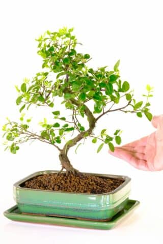 A remarkable 15 year old Sweet Plum /Sageretia bonsai tree for sale