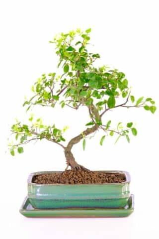 Remarkable Chinese Sweet plum indoor bonsai tree - excellence range