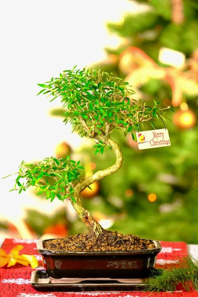 Serissa foetida bonsai. An exemplary mature indoor flowering bonsai with 'merry Christmas' hanging tag