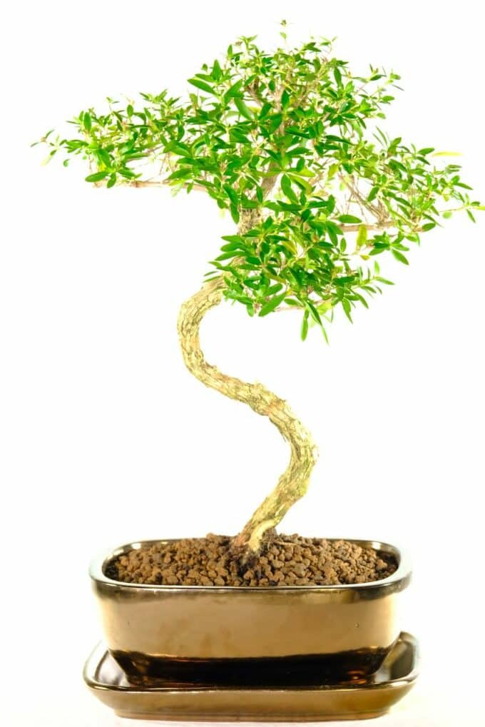 Curvaceous Tree of a Thousand Stars - Buy your bonsai online from us!