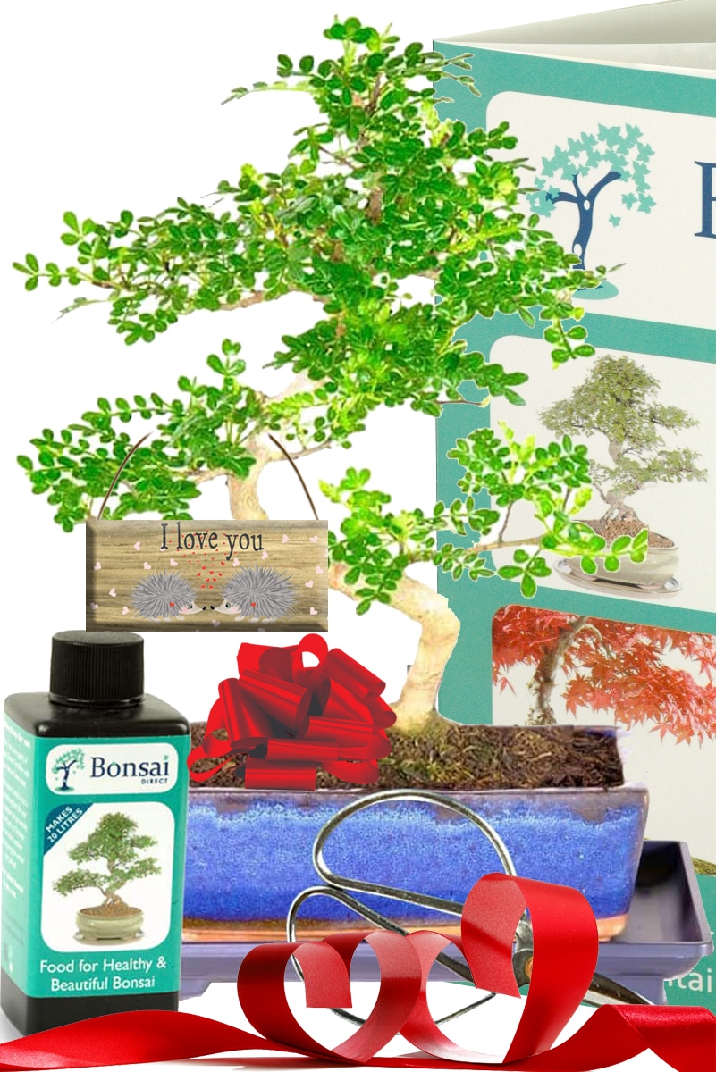Valentine's Tree Gift 12 Year Old Aromatic Pepper Bonsai