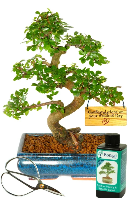 'Congratulations on your wedding day' 12 year old bonsai tree gift set
