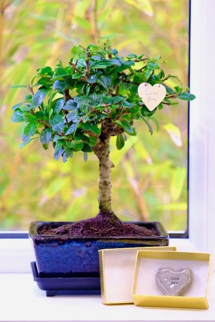 Love you gifts - A pretty flowering Fukien Tea Tree with hanging tag & pebble
