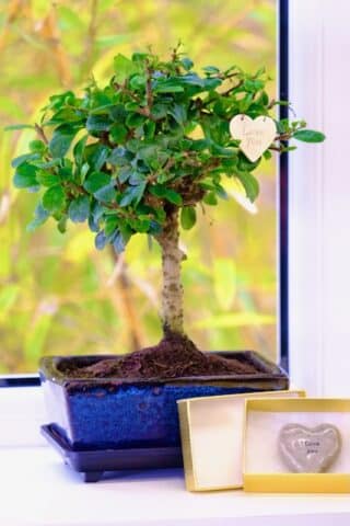 Love you gifts - A pretty flowering Fukien Tea Tree with hanging tag & pebble