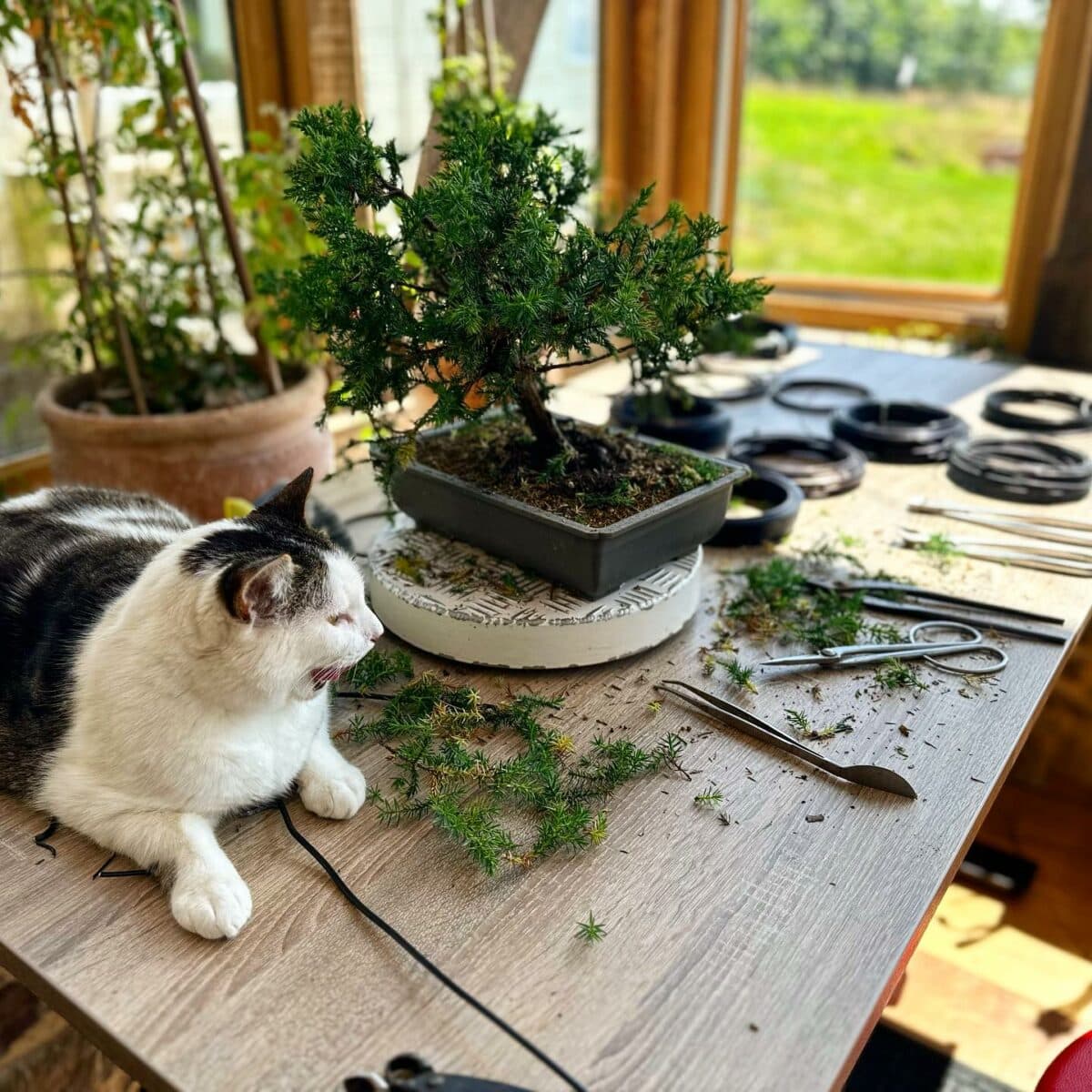 how to prune a bonsai