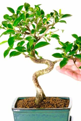 Ficus retusa | Banyan bonsai tree with sophisticated beautiful design