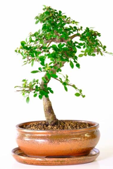 Striking Chinese elm easy care bonsai form our premium unique collection of bonsai trees