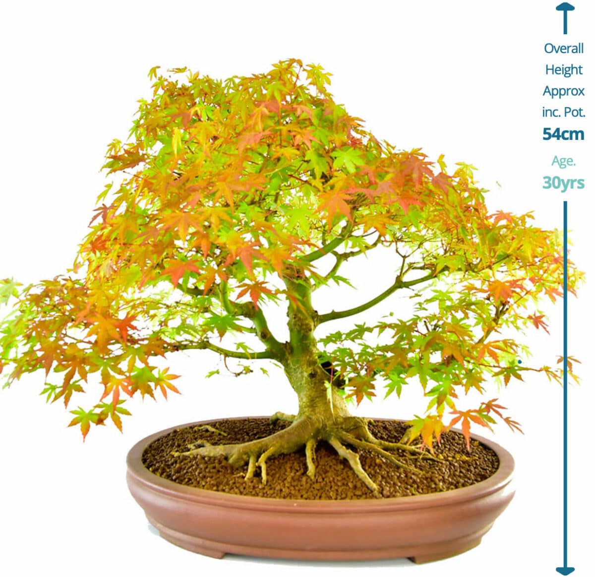 Bonsai Height How are Bonsai Trees Measured?