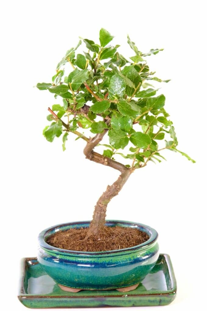 Twisty Cork Bark Oak bonsai tree for sale UK