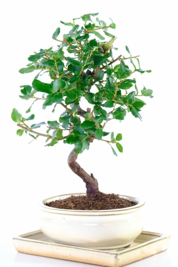 Beautifully shaped Cork Bark Oak bonsai tree for sale UK