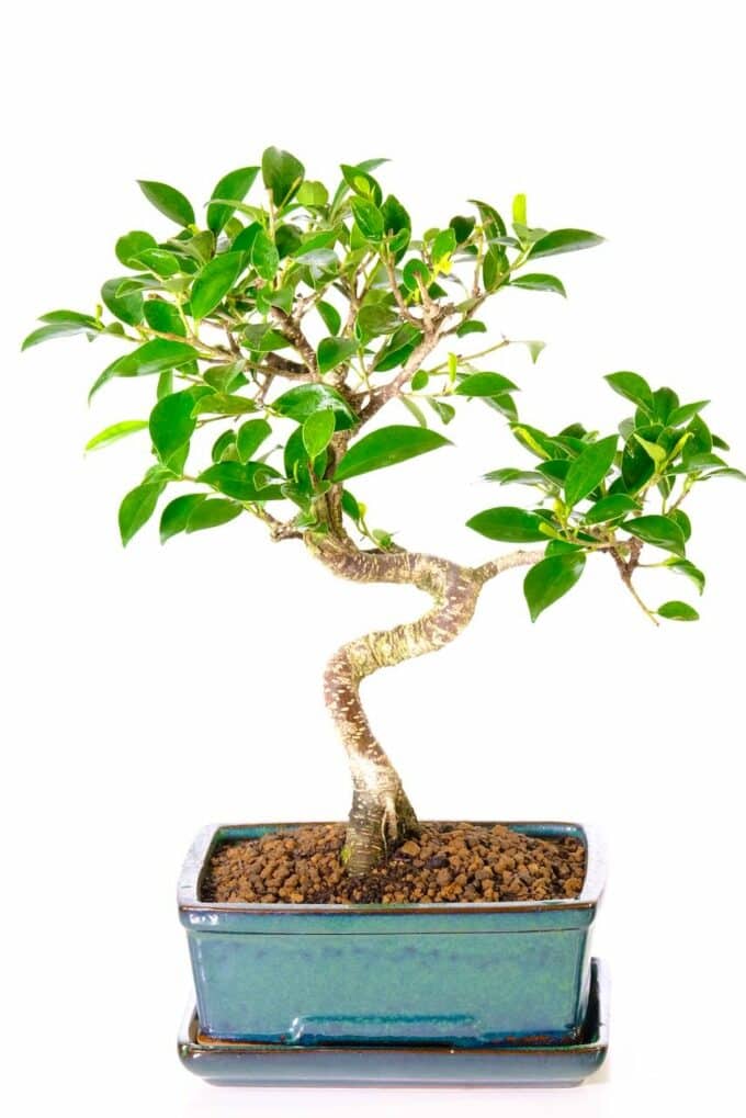 Easy care special Ficus bonsai Tree for sale in forest green pot with matching drip tray