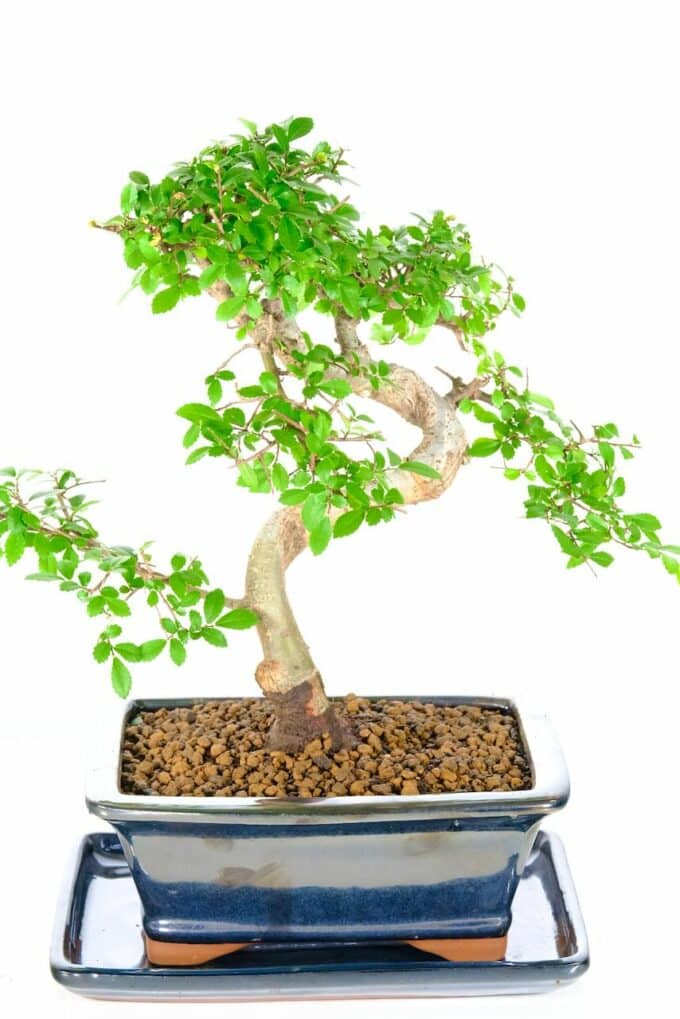 Chinese Elm bonsai tree for sale UK