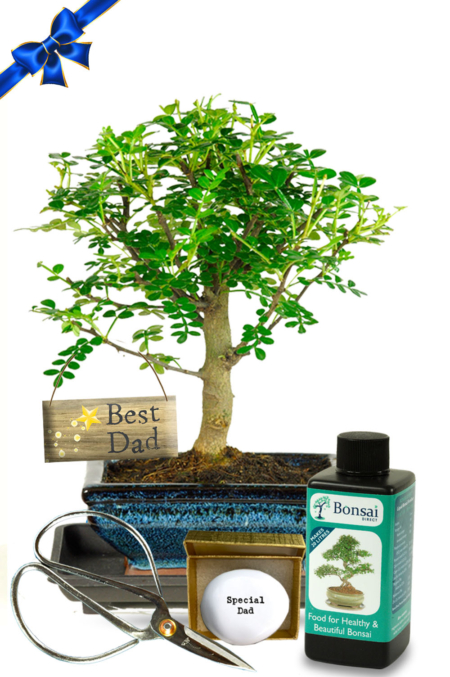 Woodland-style zesty & fragrant Pepper bonsai tree gift - Lovely Father's Day gift idea!