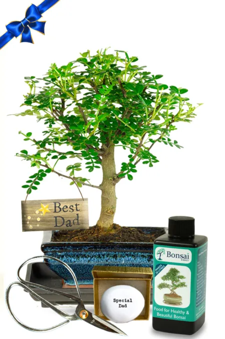 Woodland-style zesty & fragrant Pepper bonsai tree gift - Lovely Father's Day gift idea!