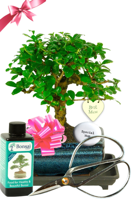 Gifts for Mum | Flowering Bonsai Plant Kit Best Mum