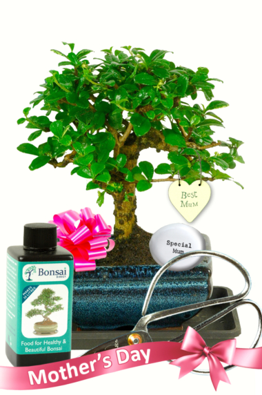 Best Mum Bonsai tree gift | Perfect for Mother's Day