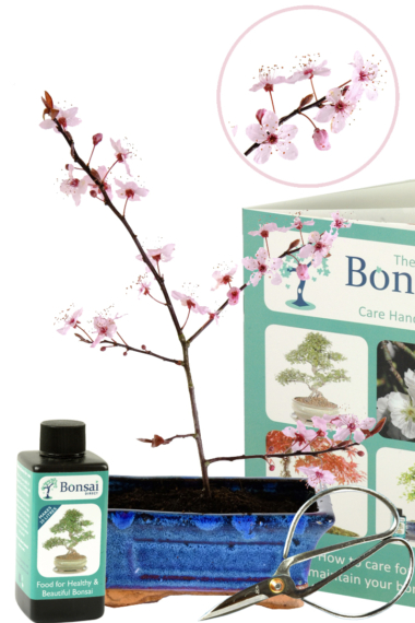 Purple cherry blossom bonsai tree starter kit for sale
