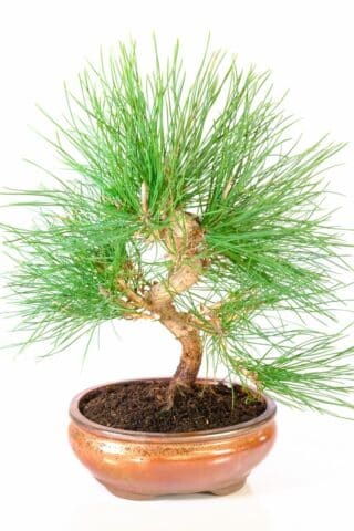 Lovely winding trunk structure of this Japanese black pine bonsai tree