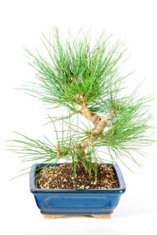 A captivating Japanese pine bonsai tree for sale with twisty trunk design