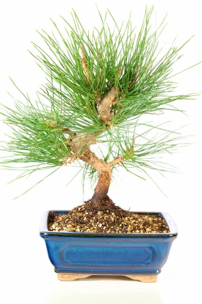 Pinus thunbergii bonsai tree in denim blue pot