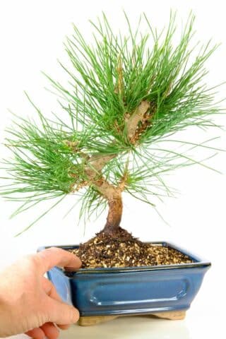 Pinus thunbergii bonsai - Hardy evergreen outdoor bonsai favourite