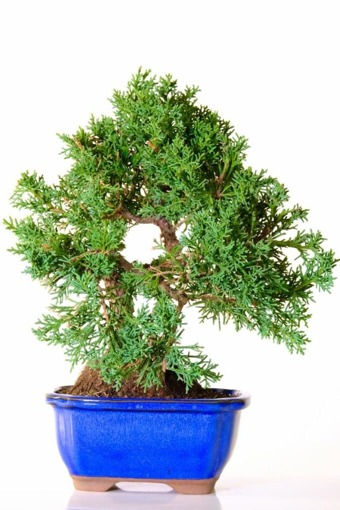 Shapely Mountain Aleppo Pine Outdoor bonsai for sale UK