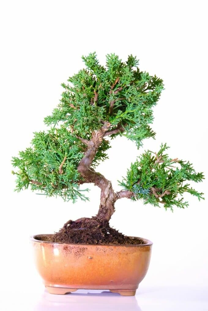 Stunning twisty Chinese Juniper hardy bonsai tree for sale