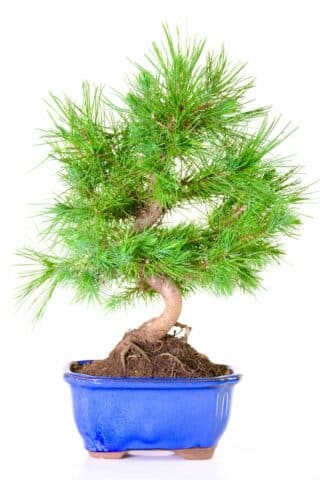 Mediterranean pine bonsai tree for sale in blue ceramic bonsai pot