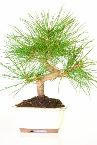 Strong powerful Japanese pine bonsai tree for sale in cream pot