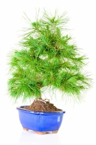 Lovely full canopy of needles on this pine bonsai tree for sale