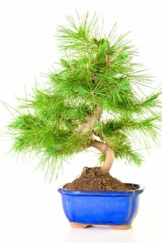 Pinus halepensis bonsai tree for sale