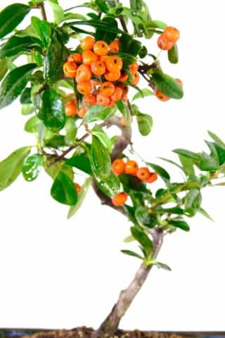 Striking bright orange berries of the pyracantha bonsai species
