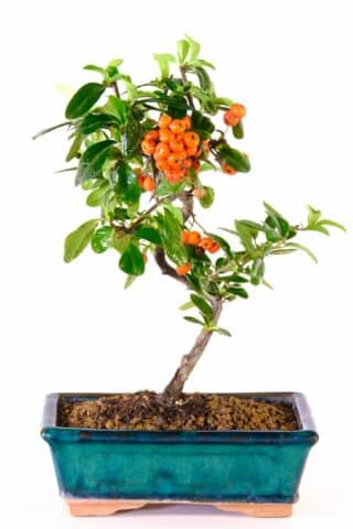 Pyracantha Bonsai Tree | Orange berries and summer white flowers