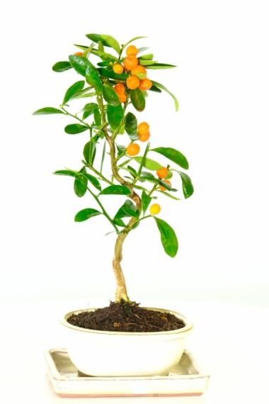 Citrus orange madrarin bonsai tree for sale