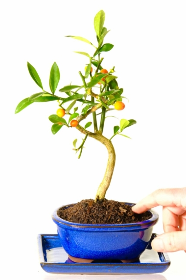 Titus bonsai tree - 8 years old for sale in blue pot