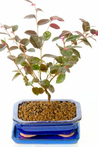 Pretty flowering Loropetalum bonsai for sale UK