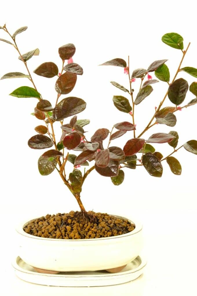 Wonderful flowering Loropetalum or Chinese blush bonsai for sale UK