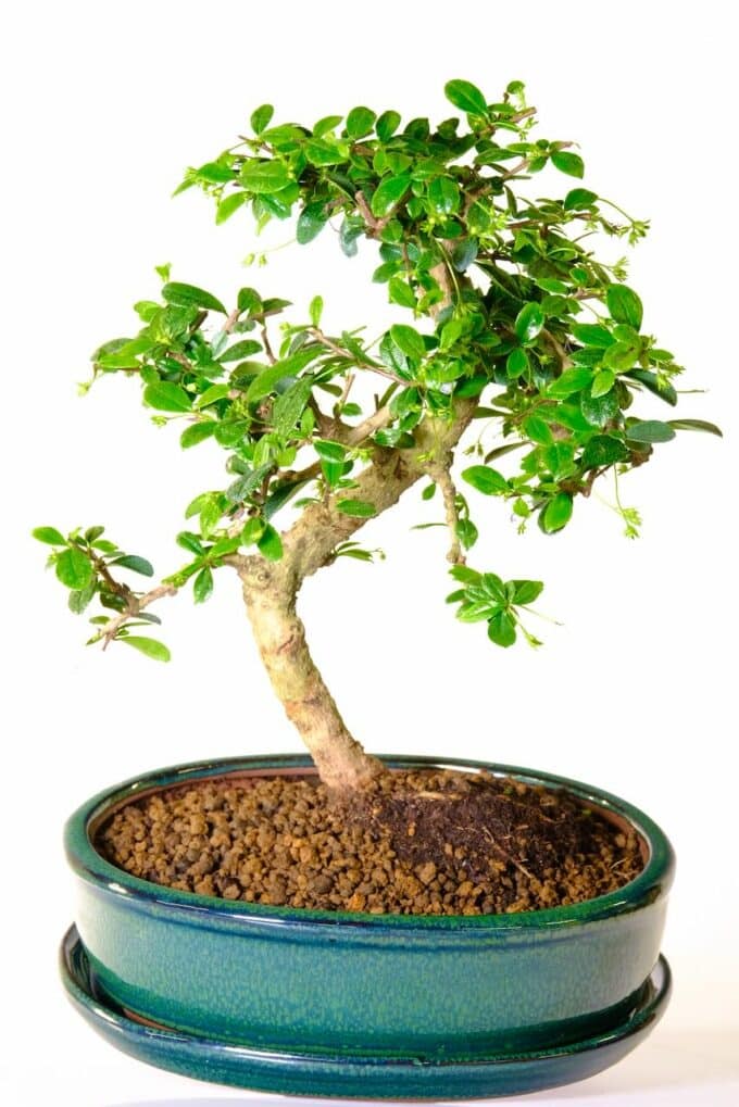 Gently shaped flowering Fukien Tea Tree bonsai for sale UK