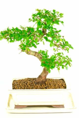 Curvaceous Chinese Elm bonsai with rich serrated leaves