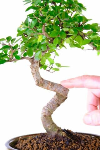 Close up of the dramatic twists in the trunk of this bonsai tree
