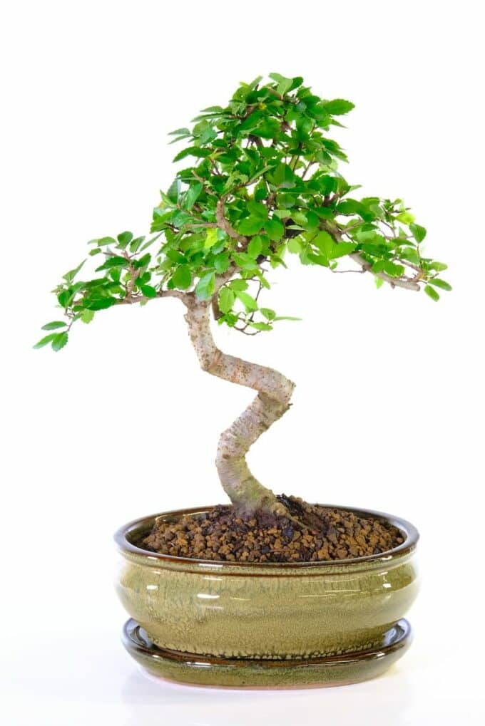 Sensational extremely twisty Chinese Elm bonsai tree for sale